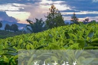 曼松高杆茶/2023090277283