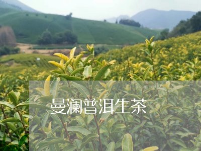 曼澜普洱生茶/2023090756069