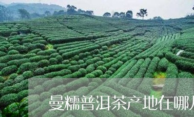 曼糯普洱茶产地在哪儿/2023110773746