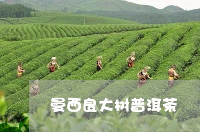 曼西良大树普洱茶/2023101693057