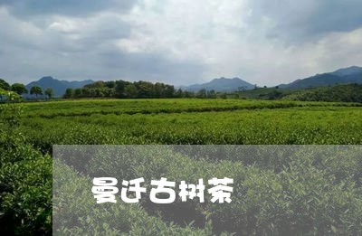 曼迁古树茶/2023041738580