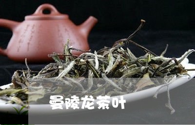 曼陵龙茶叶/2023090282704