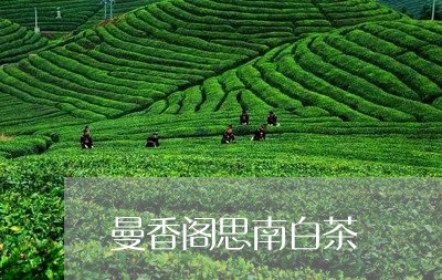 曼香阁思南白茶/2023060116170