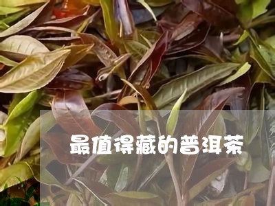 最值得藏的普洱茶/2023120406490