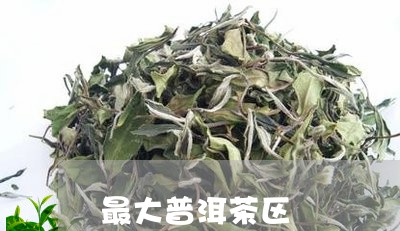 最大普洱茶区/2023042788901