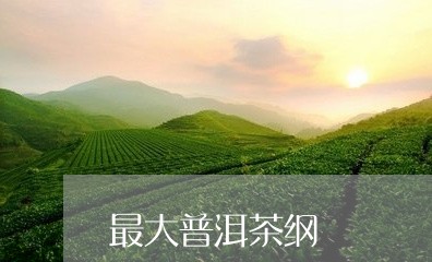 最大普洱茶纲/2023091307382