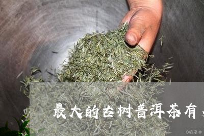 最大的古树普洱茶有多大/2023110726069