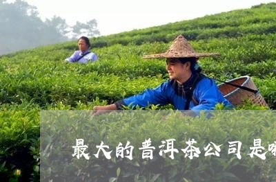 最大的普洱茶公司是哪家/2023050785949