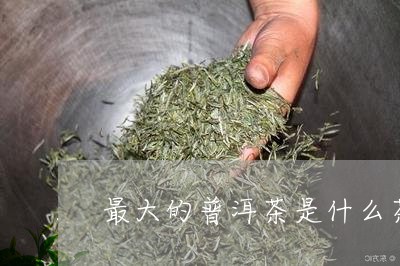 最大的普洱茶是什么茶/2023080379504