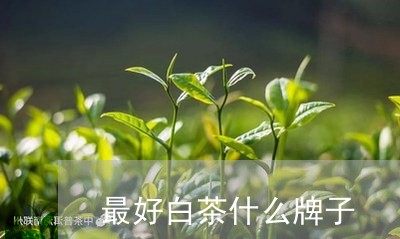 最好白茶什么牌子/2023062117140