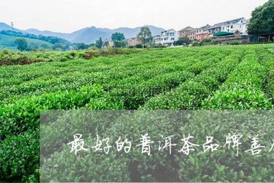 最好的普洱茶品牌善本/2023100561825