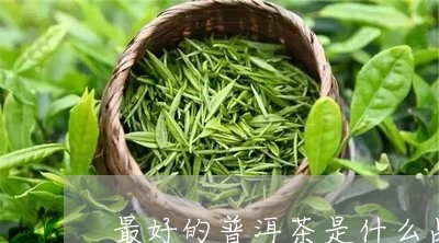 最好的普洱茶是什么品种茶树/2023052987072