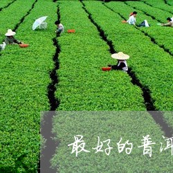 最好的普洱茶是散茶/2023083144937