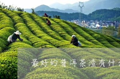 最好的普洱茶渣有什么用处/2023082777272