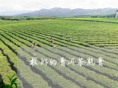 最好的普洱茶熟普/2023120440382