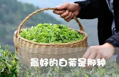 最好的白茶是那种/2023062163826