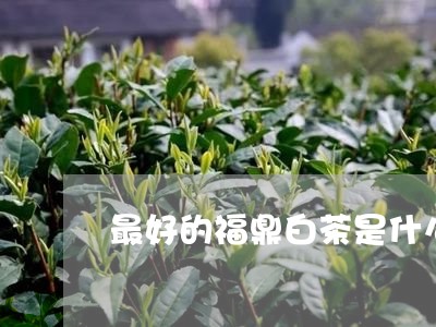 最好的福鼎白茶是什么级/2023092187270