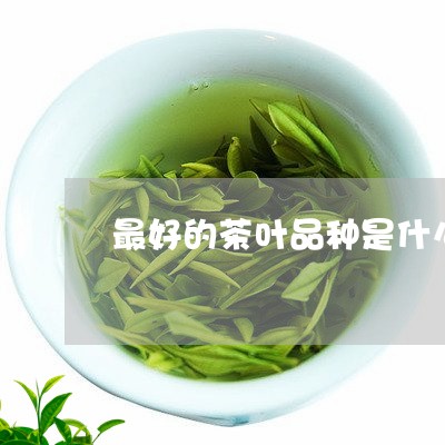 最好的茶叶品种是什么/2023092349370