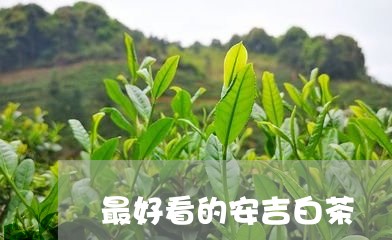 最好看的安吉白茶/2023062162792