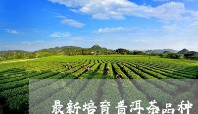 最新培育普洱茶品种/2023110904929