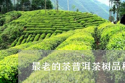 最老的茶普洱茶树品种/2023121748060