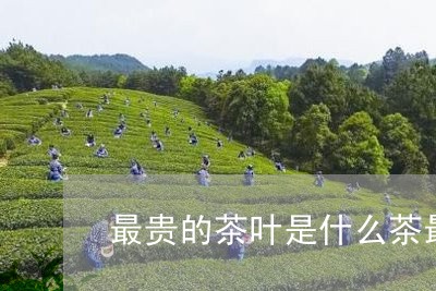 最贵的茶叶是什么茶最贵的茶/2023052706372