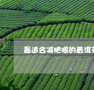 最适合减肥喝的普洱茶/2023093014728