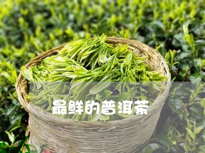 最鲜的普洱茶/2023042714638