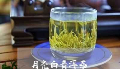 月亮白普洱茶/2023042834480