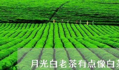 月光白老茶有点像白茶/2023100278504