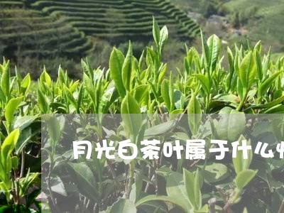 月光白茶叶属于什么性/2023100207280