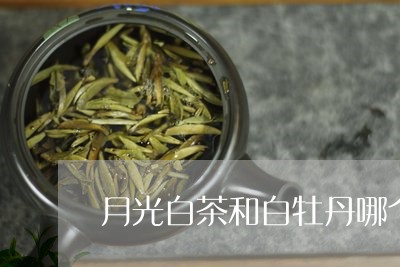 月光白茶和白牡丹哪个好喝/2023111686271