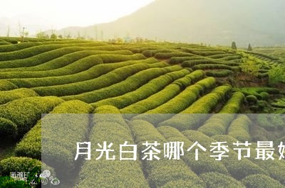 月光白茶哪个季节最好/2023100221716