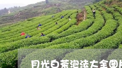 月光白茶泡法大全图片/2023100276280