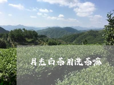 月光白茶用洗茶嘛/2023062170703