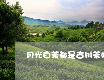 月光白茶都是古树茶吗/2023100209282