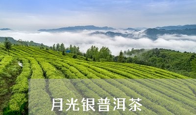 月光银普洱茶/2023042615462