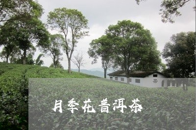 月季花普洱茶/2023042582398