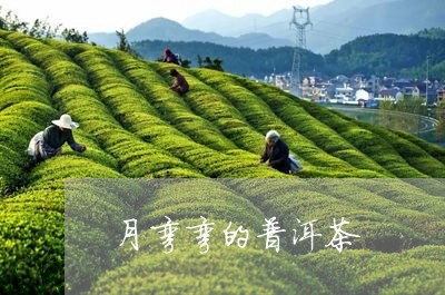 月弯弯的普洱茶/2023110976351