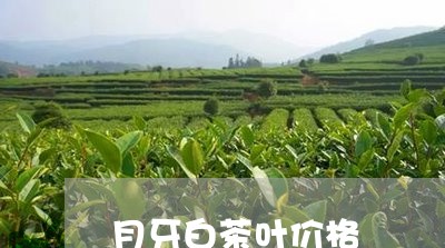 月牙白茶叶价格/2023060248685