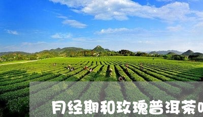 月经期和玫瑰普洱茶吗/2023092800484