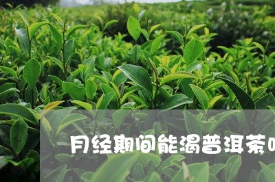 月经期间能渴普洱茶吗/2023092661616