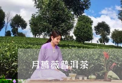 月蔷薇普洱茶/2023042739790