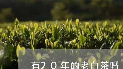 有20年的老白茶吗/2023121574917