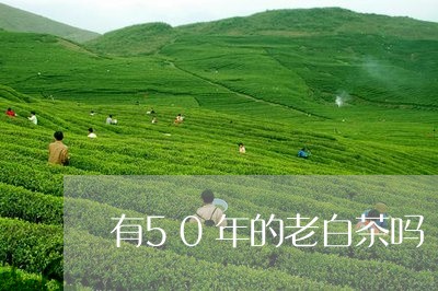 有50年的老白茶吗/2023121591917