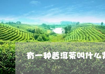 有一种普洱茶叫什么紫/2023061450794