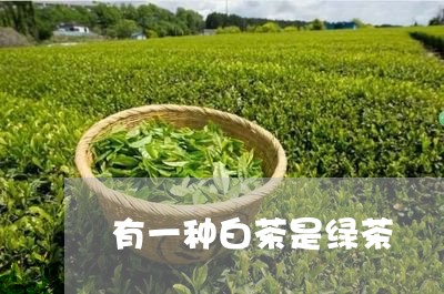 有一种白茶是绿茶/2023062160693