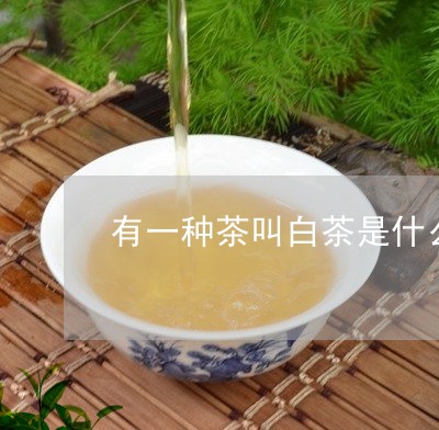 有一种茶叫白茶是什么茶/2023102652936