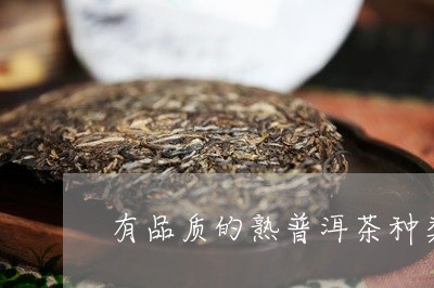 有品质的熟普洱茶种类有哪些/2023121750502