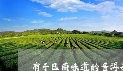 有干巴菌味道的普洱茶/2023062377373